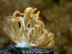 Phyllodesmium jakobsenae by Sofia Tenggrono 